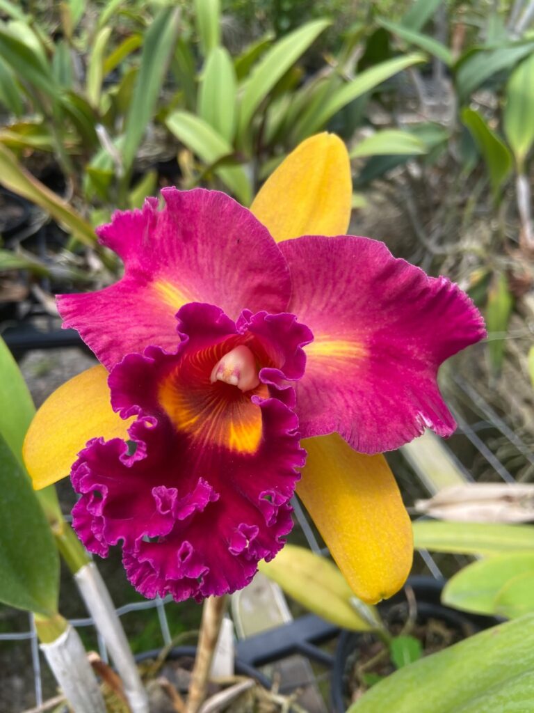 ORQÍDEA 2