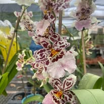 ORQUÍDEA 1
