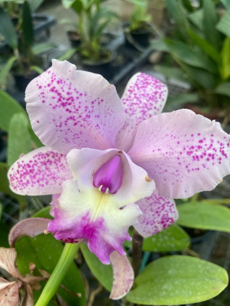 ORQUIDEA 3