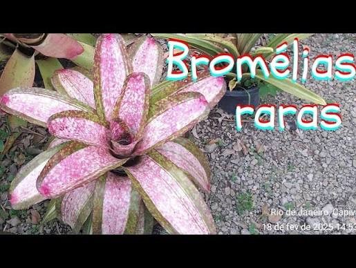 BROMELIA RARA
